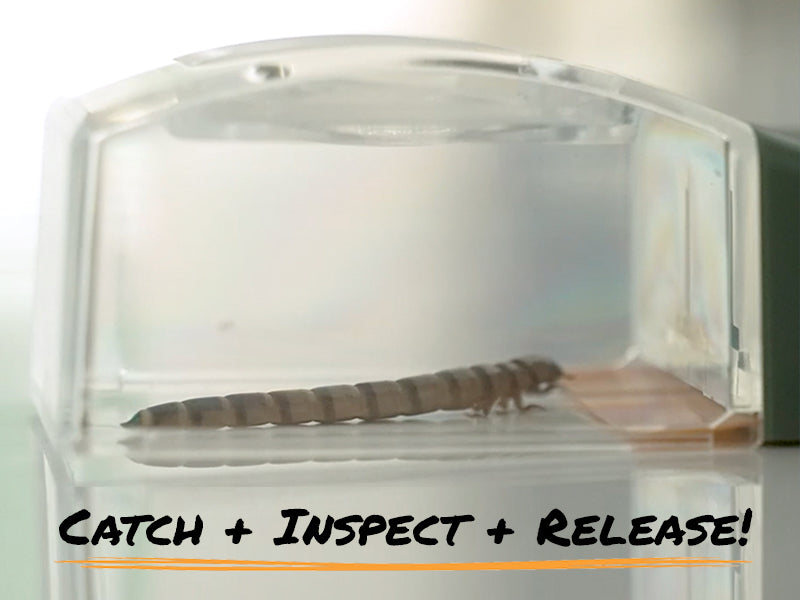 5x Magnifier Quick-Release Bug Catching Tool