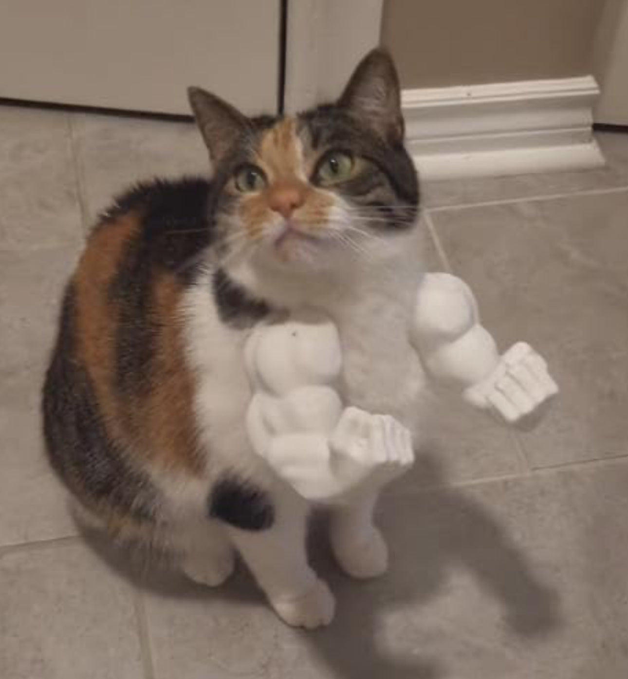 3D Cat Arms