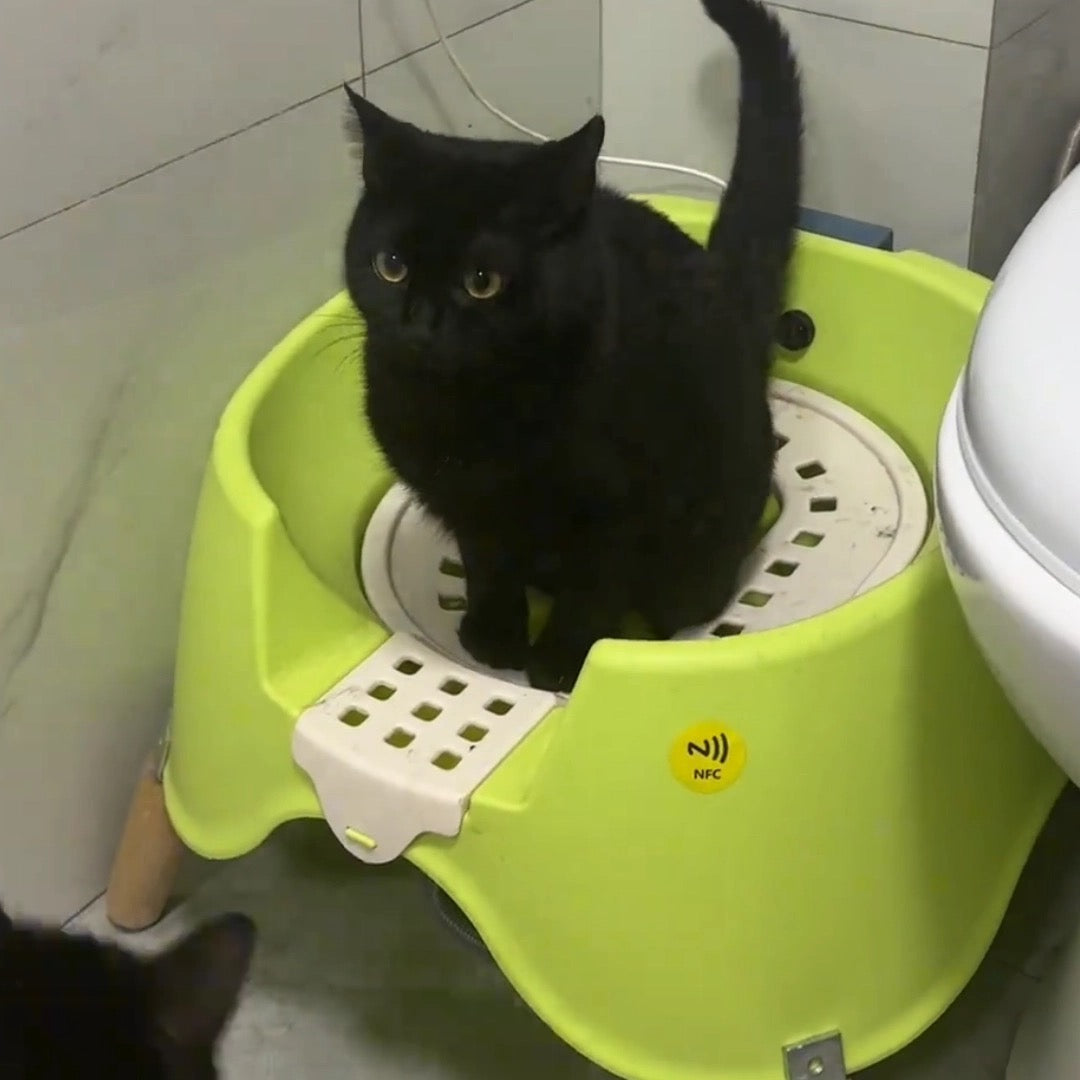 Luxury Auto-Flushing Cat Toilet