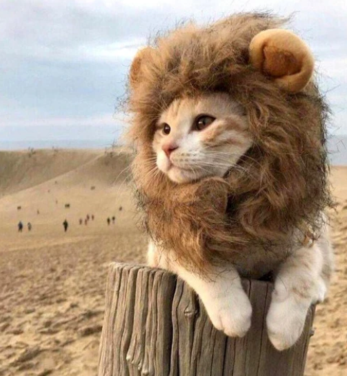 Lion Costume