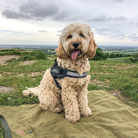 Tailored Harness™ (Free Training Guide)