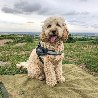 Tailored Harness™ (Free Training Guide)