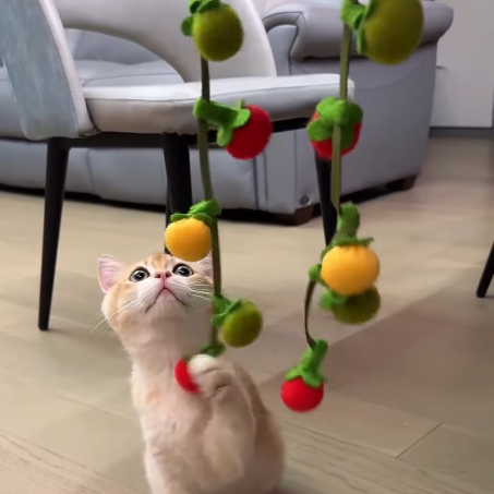 Cat toy cherry tomato and persimmon skewers tease