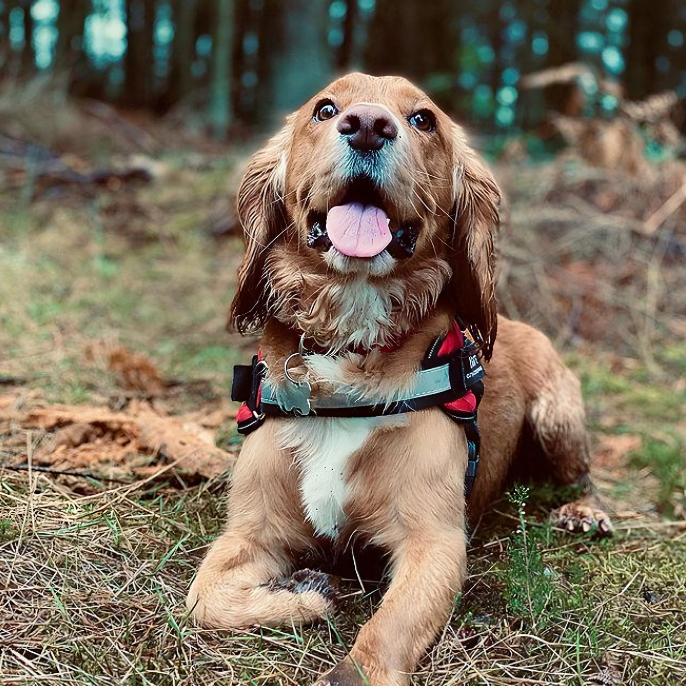 Tailored Harness™ (Free Training Guide)