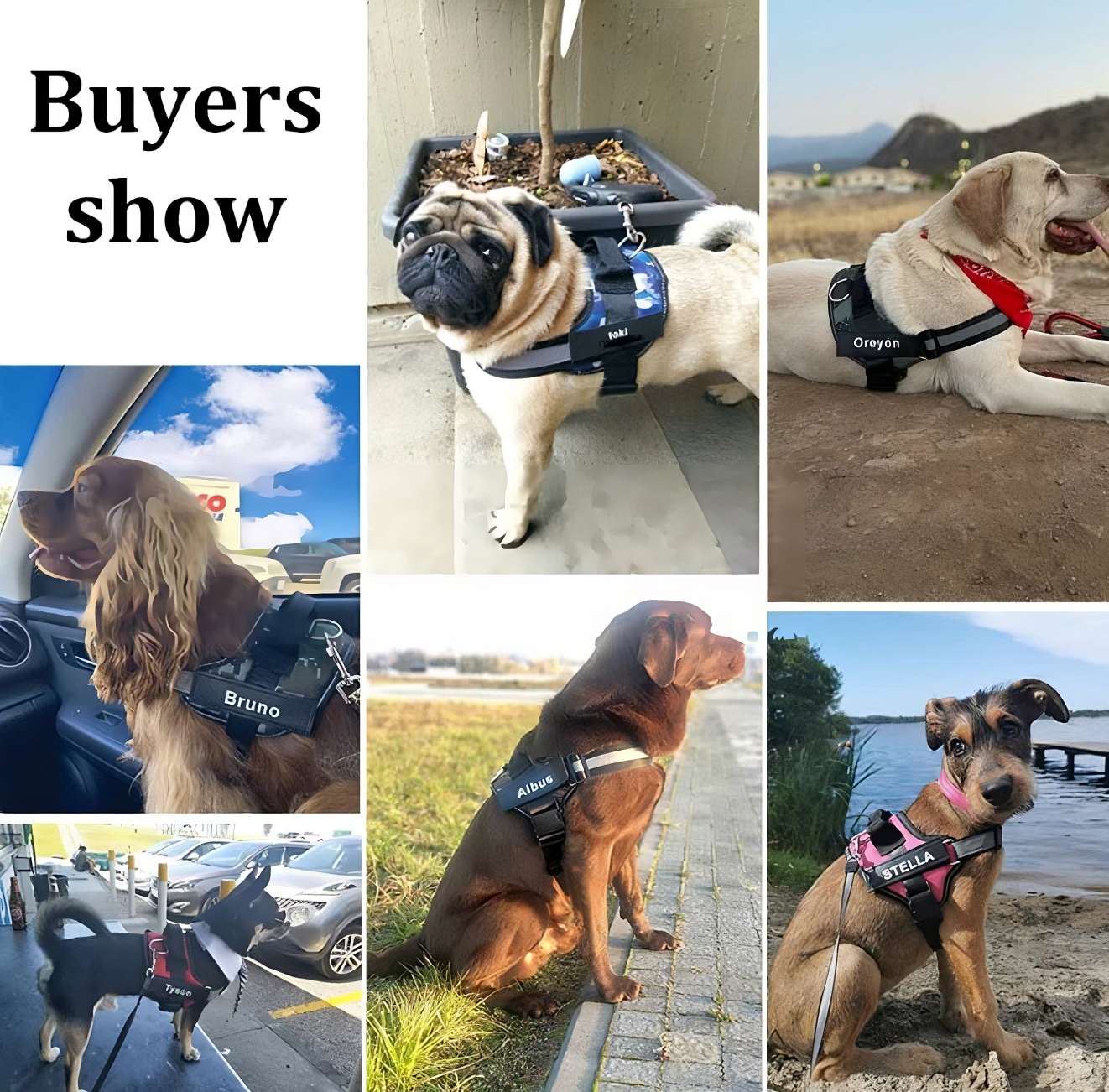 Tailored Harness™ (Free Training Guide)