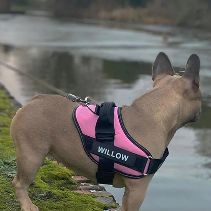Tailored Harness™ (Free Training Guide)