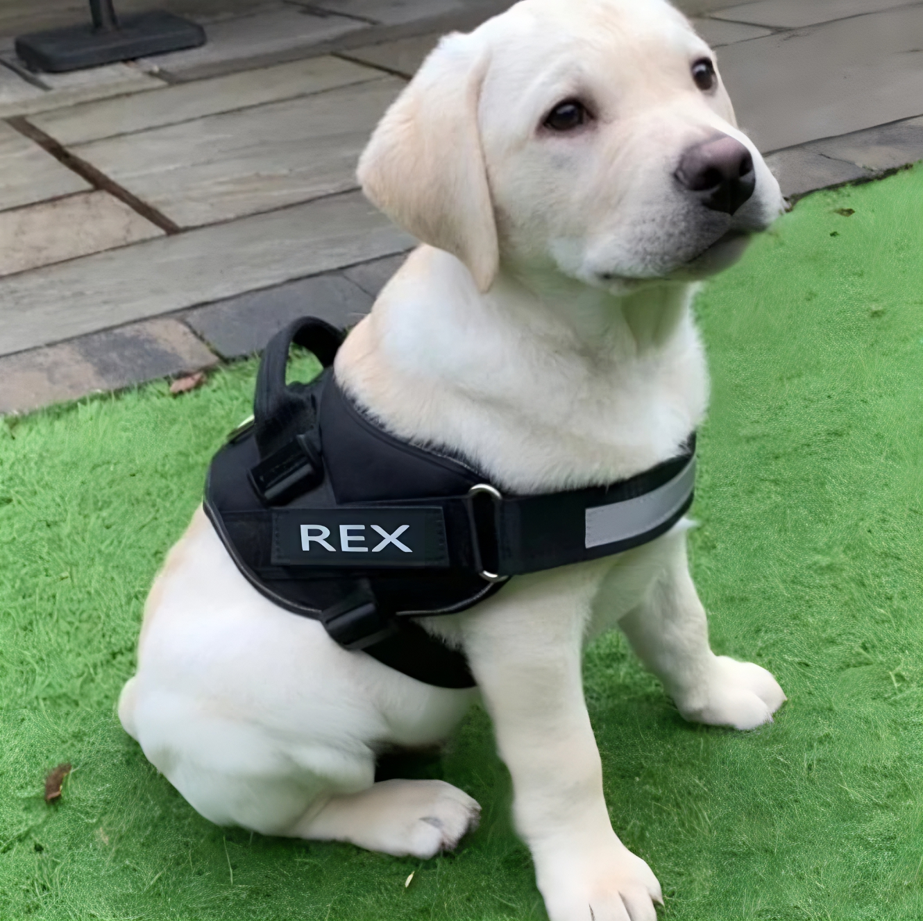 Tailored Harness™ (Free Training Guide)
