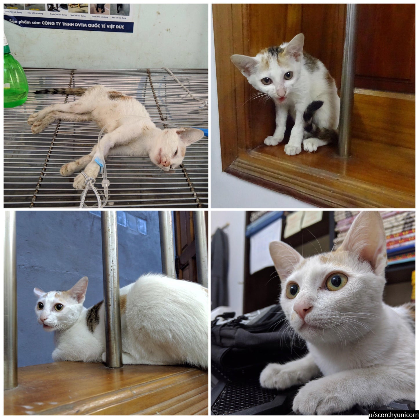 Change a Cat's Life Forever!