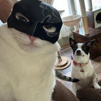 CatMan (Batman Mask For Cats)