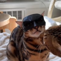 CatMan (Batman Mask For Cats)